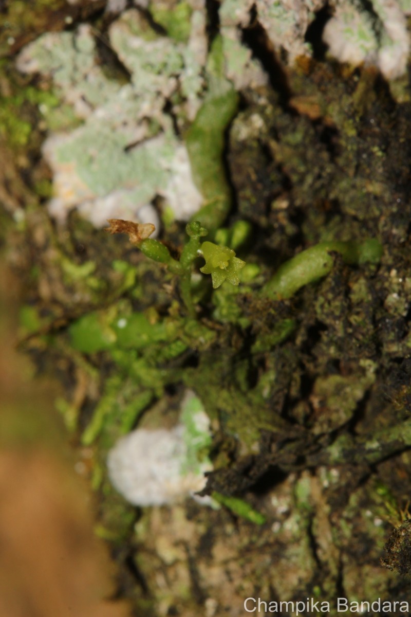 Taeniophyllum alwisii Lindl.
